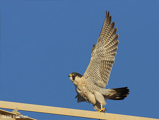 בז נודד Peregrine Falcon Falco peregrinus                                אורים,צפון מערב הנגב,דצמבר 2007.צלם:אודי ממן.